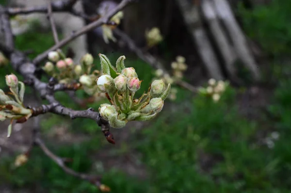 Ramos Macieira Com Botões Flores Brancas Bonitas Close Conceito Primavera — Fotografia de Stock