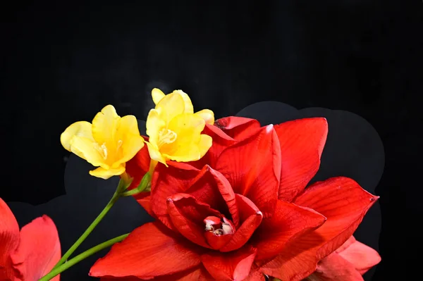 Tender Flowers Black Background Close — Stock Photo, Image