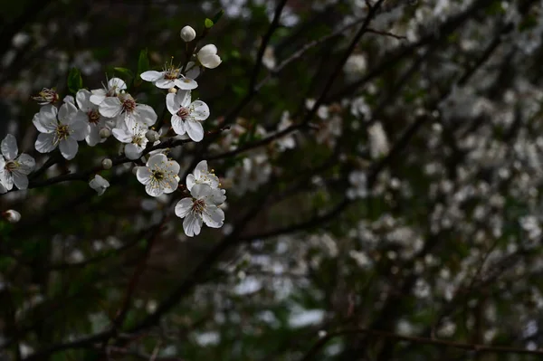 Äppelträd Grenar Med Vackra Blommor Närbild Vårkoncept — Stockfoto