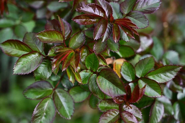 夏の晴れた日に庭で育つ植物の眺め — ストック写真