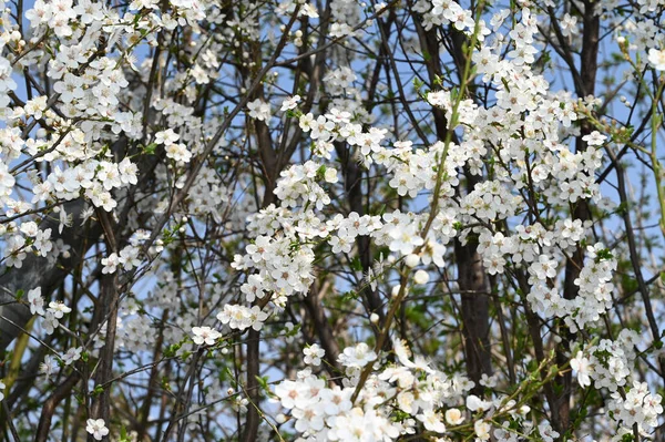 Branches Pommier Avec Belles Fleurs Blanches Gros Plan Concept Printemps — Photo