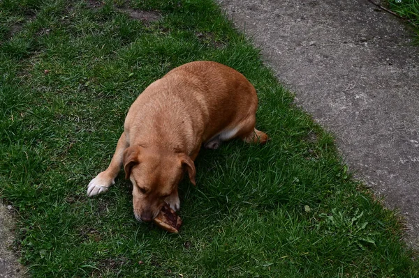 夏天在户外玩的可爱的狗 — 图库照片