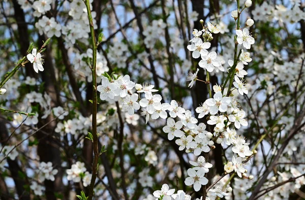 Beyaz Güzel Çiçekli Elma Ağacı Dalları Yakın Plan Bahar Konsepti — Stok fotoğraf