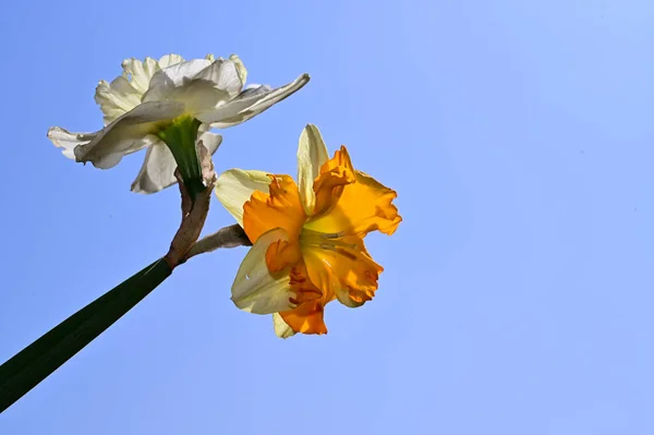 Hermosos Narcisos Fondo Del Cielo Concepto Verano Vista Cercana —  Fotos de Stock