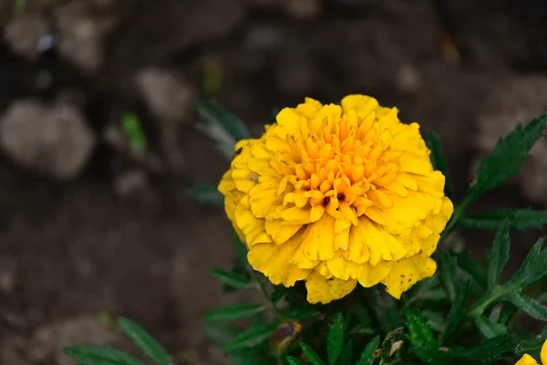 Erstaunliche Ringelblumen Blühen Mit Grünen Blättern — Stockfoto