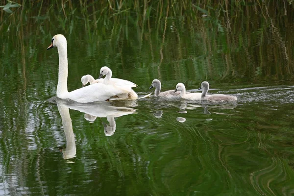Belo Cisne Branco Com Filhotes Nadando Superfície Água Lago Dia — Fotografia de Stock