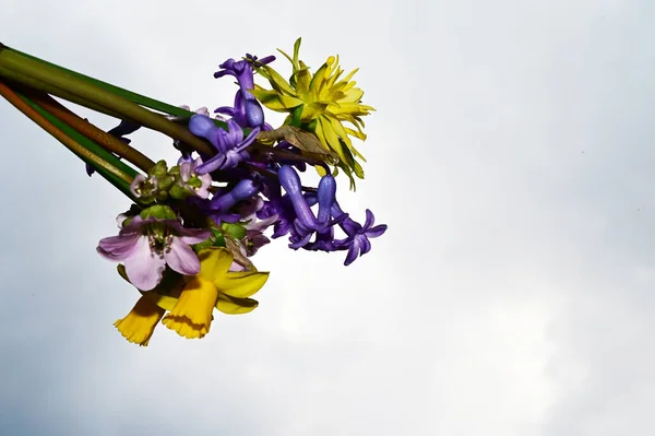 青い空に咲く美しい花束背景 — ストック写真