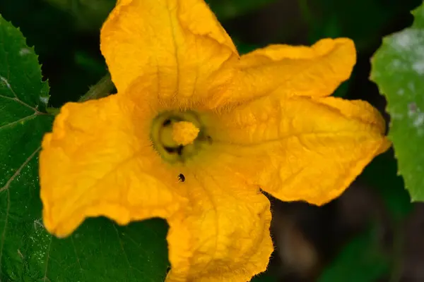 Belles Fleurs Poussant Dans Jardin Journée Ensoleillée Été — Photo