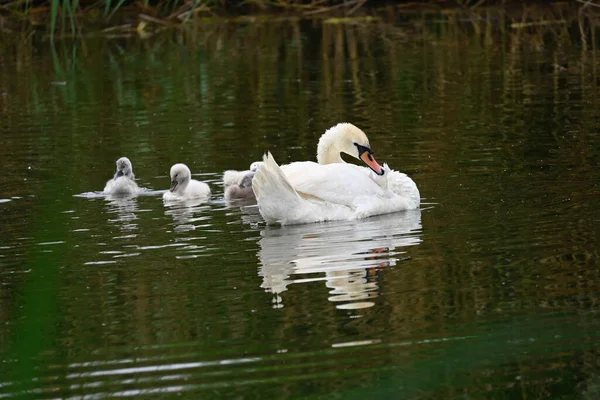 Belo Cisne Branco Com Filhotes Nadando Superfície Água Lago Dia — Fotografia de Stock