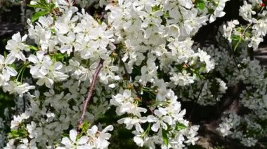 Beyaz güzel çiçekli elma ağacı dalları, yakın plan, bahar konsepti.  