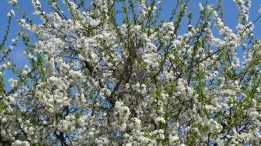 Beyaz güzel çiçekli elma ağacı dalları, yakın plan, bahar konsepti.  