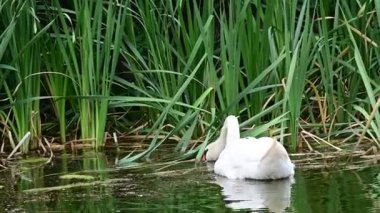 Güzel beyaz kuğu yaz günü göl yüzeyinde yüzüyor. 
