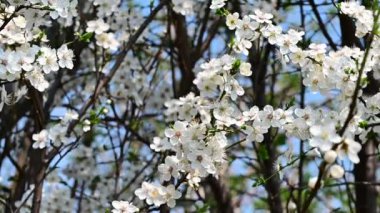 Beyaz güzel çiçekli elma ağacı dalları, yakın plan, bahar konsepti.  
