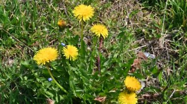 Güneşli yaz gününde çimenlerde yetişen güzel karahindibalar. 