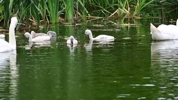 Красивые Белые Лебеди Детенышами Купающимися Поверхности Озера Летний День — стоковое видео