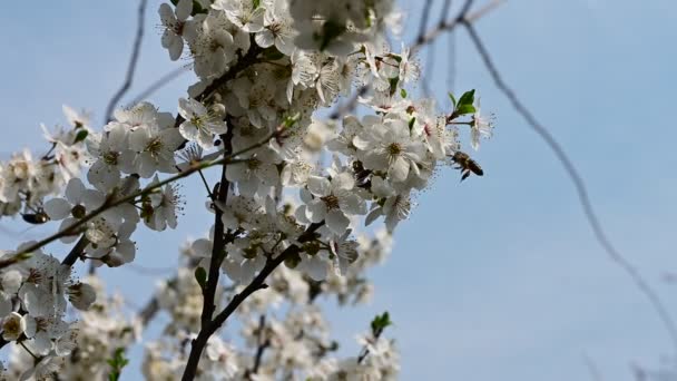 Äpple Träd Grenar Med Vita Vackra Blommor Närbild Vår Koncept — Stockvideo