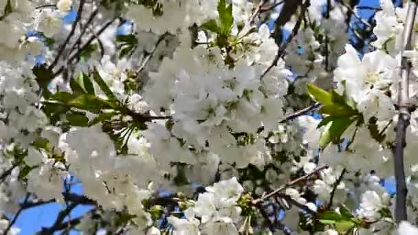 Äpple Träd Grenar Med Vita Vackra Blommor Närbild Vår Koncept — Stockvideo