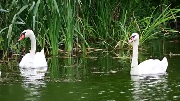 Bellissimi Cigni Bianchi Che Nuotano Sulla Superficie Dell Acqua Del — Video Stock