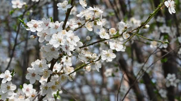 Äpple Träd Grenar Med Vita Vackra Blommor Närbild Vår Koncept — Stockvideo