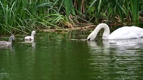 Όμορφος Λευκός Κύκνος Μικρά Κολυμπούν Στην Επιφάνεια Του Νερού Της — Αρχείο Βίντεο