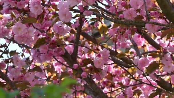 Ramos Macieira Com Flores Bonitas Rosa Close Conceito Primavera — Vídeo de Stock