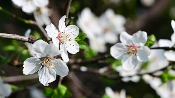 Ramas Manzano Con Hermosas Flores Blancas Primer Plano Concepto Primavera — Vídeos de Stock