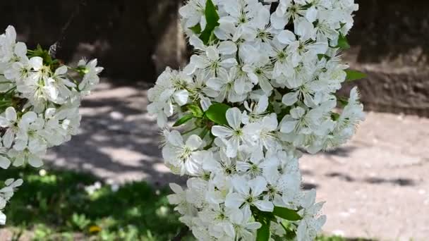 Ветви Яблони Белыми Красивыми Цветами Крупный План Весенняя Концепция — стоковое видео