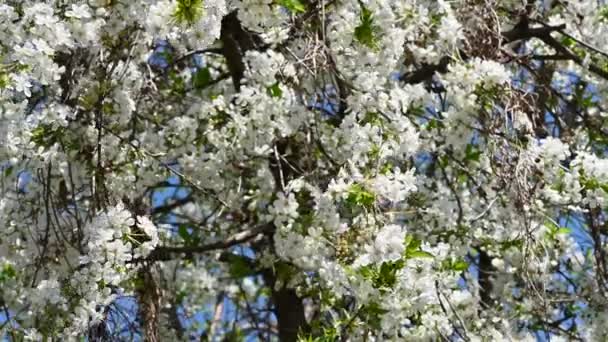 Äpple Träd Grenar Med Vita Vackra Blommor Närbild Vår Koncept — Stockvideo