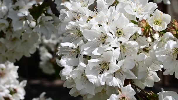 Äpple Träd Grenar Med Vita Vackra Blommor Närbild Vår Koncept — Stockvideo
