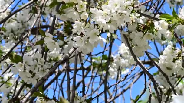 Äpple Träd Grenar Med Vita Vackra Blommor Närbild Vår Koncept — Stockvideo