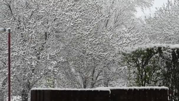 Ramas Árboles Cubiertas Nieve Parque Día Invierno — Vídeos de Stock