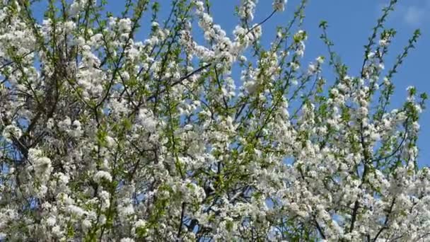 Äpple Träd Grenar Med Vita Vackra Blommor Närbild Vår Koncept — Stockvideo