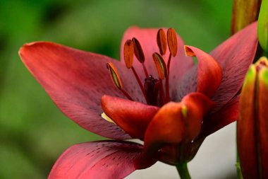 Güneşli yaz gününde bahçede yetişen güzel çiçekler. 