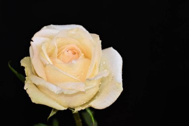 Koyu arkaplanda güzel bir gül çiçeği, yaz konsepti, yakın görüş  