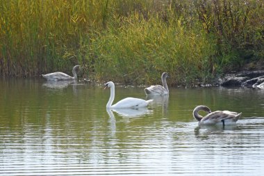 Güzel beyaz kuğular yaz günü göl yüzeyinde yüzerler. 