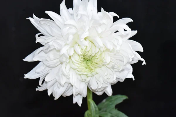 Piękny Kwiat Chryzantemy Rozmytym Tle Koncepcja Latem Widok Bliska — Zdjęcie stockowe