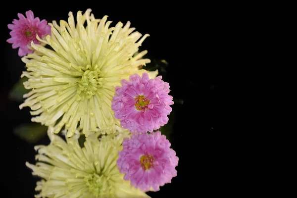 美丽的芙蓉和菊花 背景幽暗 夏意盎然 景色清澈 — 图库照片