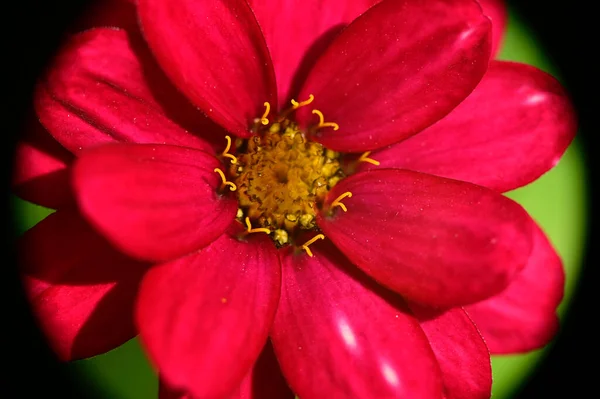 Bela Flor Crescendo Livre Conceito Verão Vista Perto — Fotografia de Stock