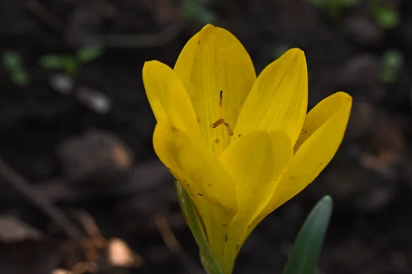 Piękny Żółty Kwiat Rośnie Ogrodzie Letni Słoneczny Dzień — Zdjęcie stockowe
