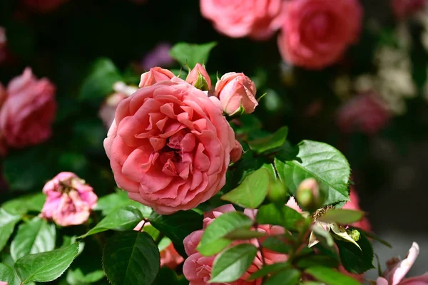 Krásné Růže Tmavém Pozadí Letní Koncept Zblízka — Stock fotografie