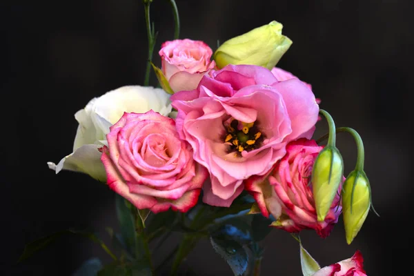 Belles Fleurs Sur Fond Sombre Concept Été Vue Rapprochée — Photo