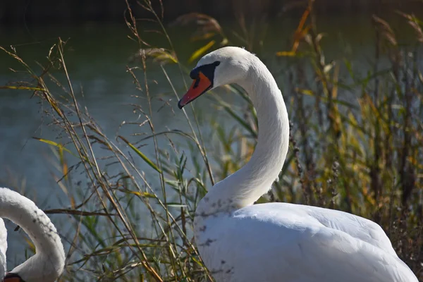 Beaux Cygnes Blancs Debout Sur Rive Lac Jour Été — Photo