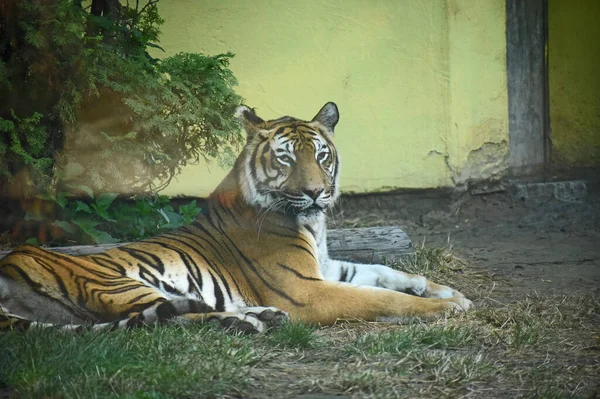 Bengal Tiger Nature — Stock Photo, Image