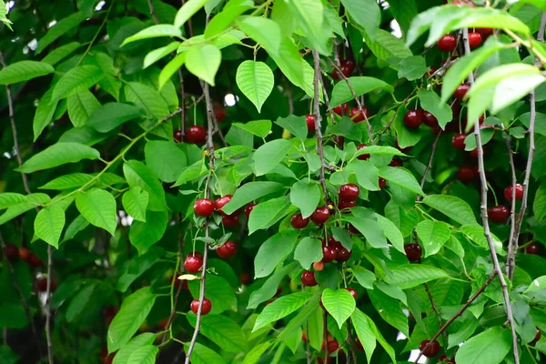 Strom Zralé Třešně Rostoucí Venku Letní Koncept Zblízka — Stock fotografie