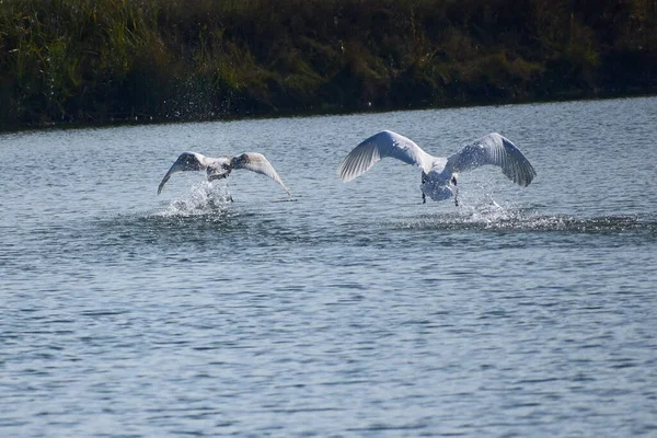 Krásné Bílé Labutě Létající Nad Hladinou Jezera Letní Den — Stock fotografie