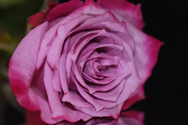 Hermosa Flor Rosa Con Reflexión Sobre Fondo Oscuro Concepto Verano —  Fotos de Stock