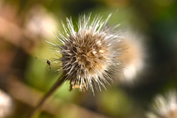 Schöne Blumen Wachsen Garten Sonnigen Sommertag — Stockfoto