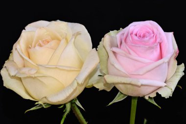 Koyu arkaplanda güzel güller, yaz konsepti, yakın manzara  