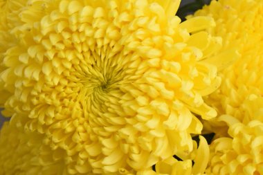 Karanlık arka planda güzel kasımpatılar, yaz konsepti, yakın görüş  