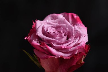 Güneşli yaz gününde bahçede büyüyen güzel bir gül. 